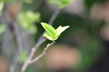 Green leaf in nature park