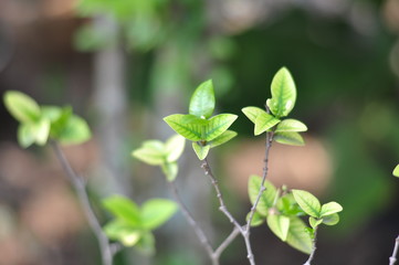 Green leaf in nature park