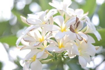 Fototapeta na wymiar Closeup white flower with blurred nature background