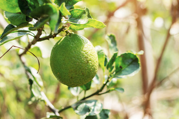 Lemon on tree.