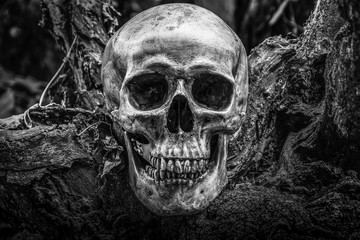 The skull is a symbol of horror and death. In the cemetery. white and black
