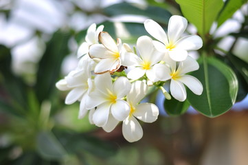 Obraz na płótnie Canvas Closeup white flower with blurred nature background