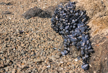 cluster of edible blue mussels on beach at low tide