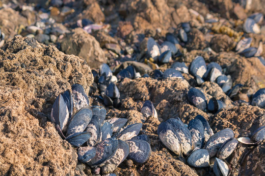 detail of blue mussels living on rocky beach at low tide