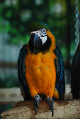 Colorful Parrot - Red Blue Orange Macaw at the Zoo over Bars