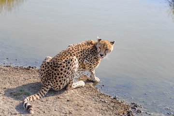 A cheetah was drinking the water from the river in Serengeti national Park,Tanzania