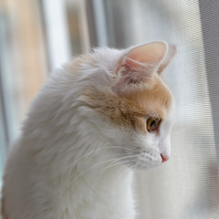 Beige white cat looking out the window.