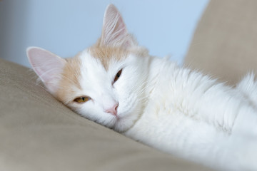 Beige white cat lies in the armchair