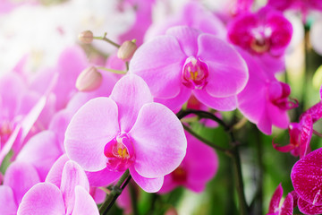 Fototapeta na wymiar Purple orchid with beautiful.