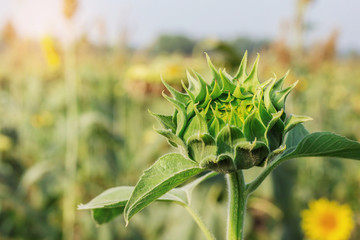Sunflowers growing at sunlight.