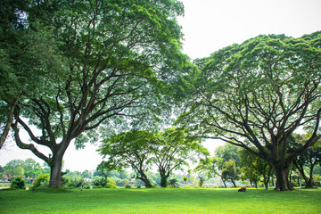 Obraz premium Big trees and branches extend to shade.