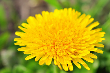 Yellow dandelion flowers.