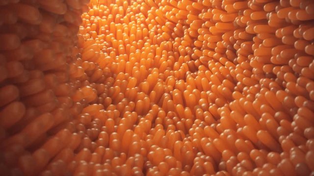 3D animation close-up Intestinal villi. Intestine lining. Microscopic villi and capillary. Human intestine. Concept of a healthy or diseased intestine.
