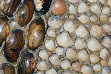 Abstract sea floor background. Sea shells background.