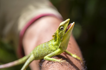 Portrait of a small green iguana on a man hand on a tropical island of Bali, Indonesia. Closeup, macro