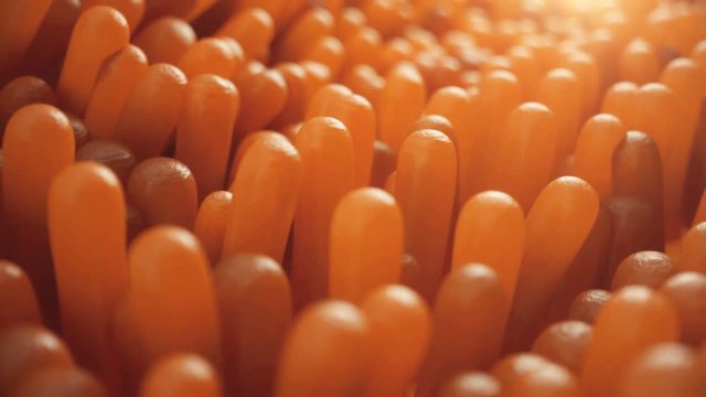 3D animation close-up Intestinal villi. Intestine lining. Microscopic villi and capillary. Human intestine. Concept of a healthy or diseased intestine.