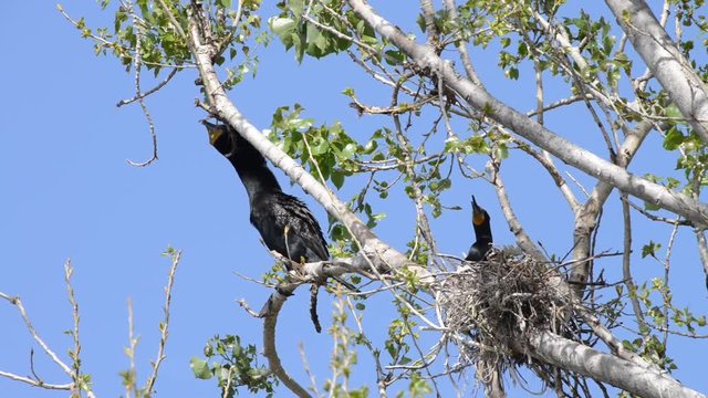 HD Video of double crested cormorants nesting in the top of leaf barren tree. Once threatened by the use of DDT, the numbers of this bird have increased markedly in recent years.
