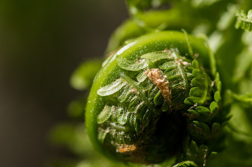 Closeup of spring fern buds in the forest