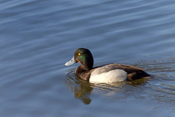 a male Greater Scaup in breeding colors swimming in a lake. A mid-sized diving duck, Greater scaup nest near water, typically on islands in northern lakes or on floating mats of vegetation.