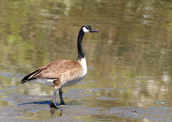 Canada goose walking towards a pond. Canada geese are able to establish breeding colonies in urban and cultivated areas, which have food and few natural predators, well known as a common park species.