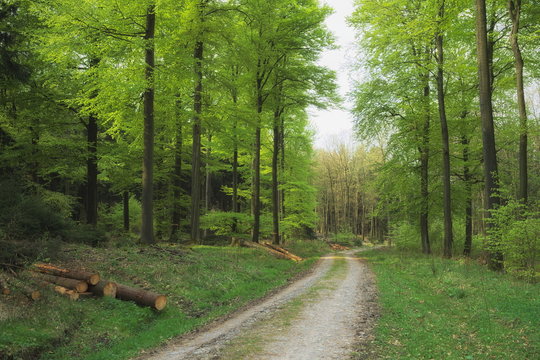 Deister - Buchenwald, Forstweg, Deutschland