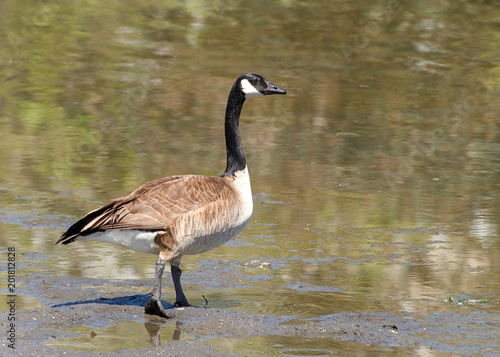 canada goose natural predator canada goose natural predator