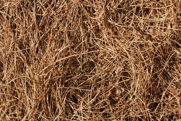 Hay texture. Dry grass.