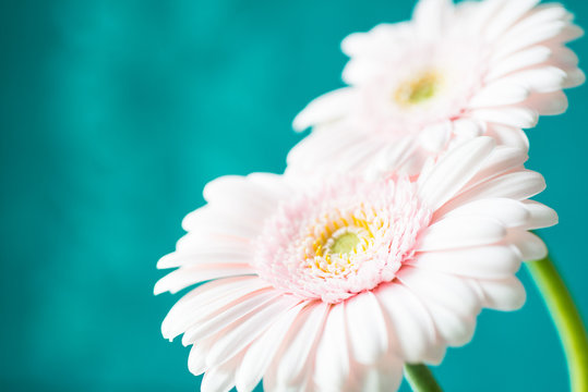Pink fresh gerbera flowers on blue background