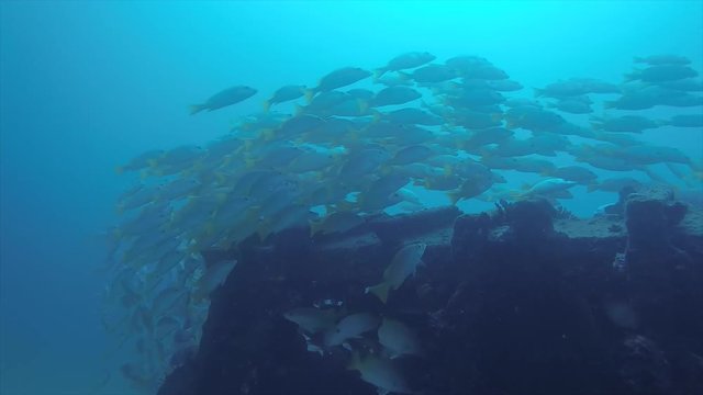 Yellow snapper (Lutjanus argentiventris), forming a school in a shipwreck, reefs of Sea of Cortez, Pacific ocean. Cabo Pulmo, Baja California Sur, Mexico. Cousteau named it The world's aquarium.
