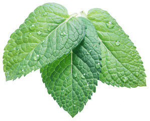 Three spearmint or mint leaves with water drops on white background. Top view. © volff