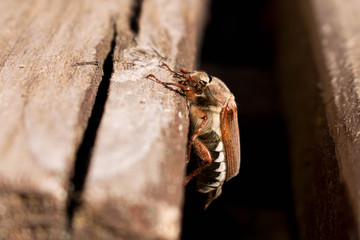 Cockchafer or May-beetle on an old wooden bench . Insect Macro
