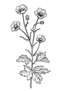 buttercup plant black and white drawing clip art preview