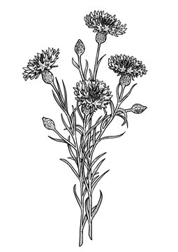 Blue cornflower, cyani illustration, drawing, engraving, ink, line art, vector