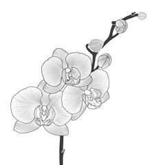 Beautiful monochrome isolated branch of an orchid. Element for creativity and design.
