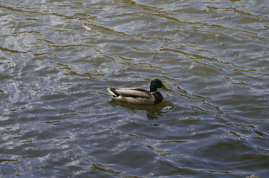 ucks on the lake, in the spring.