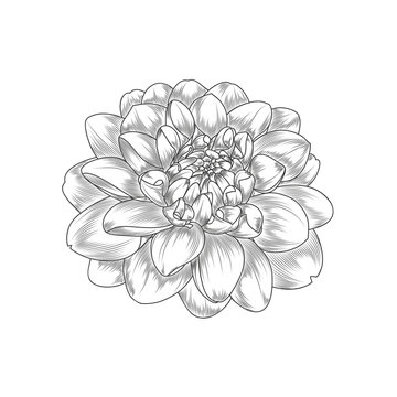 Abstract hand-drawn monochrome flower dahlia. Element for design.