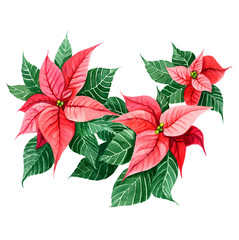 Poinsettia Christmas and New Year leaves decoration. Celebration design element. Hand painted watercolour in bright vivid red and green colours. Winter blossom plant.