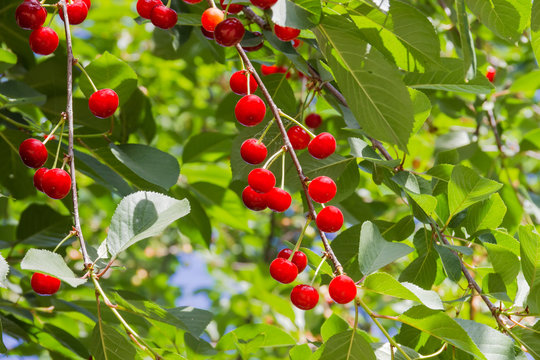 Ripe cherries on the branches in orchard