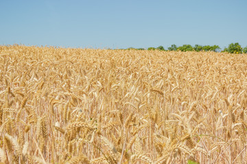 Wheat field on a background of the sky