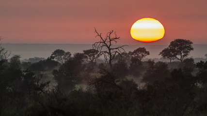 Obraz premium Sunrise in mysty savannah landascape in Kruger National park, South Africa5