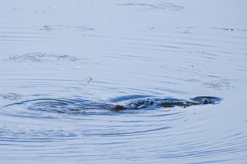 Obraz premium Pikes lek mating in a pond in the spring.