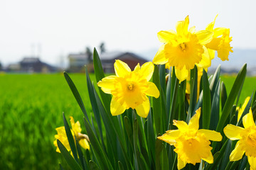 Narcissus.  黄色の水仙