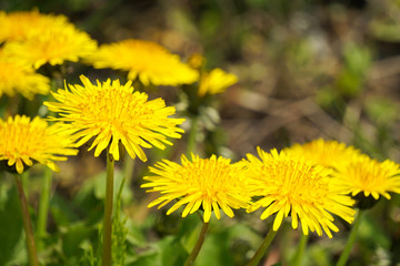  Dandelion.  たんぽぽ