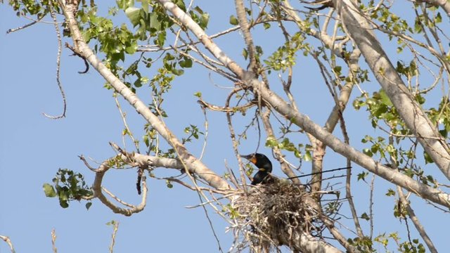 HD Video of double crested cormorants nesting in a tree with new spring leaves. Once threatened by the use of DDT, the numbers of this bird have increased markedly in recent years.