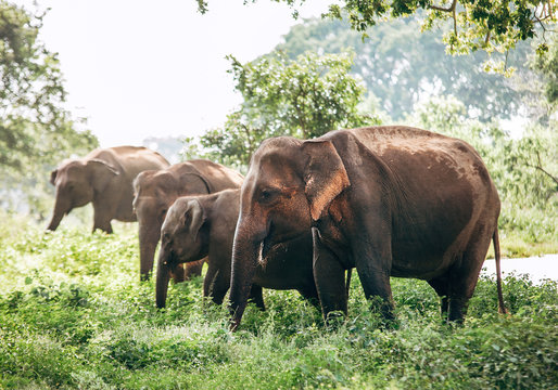 Elefants family near the pond in national nature park Udawalawe, Sri Lanka