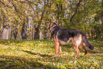 Dog German Shepherd outdoors in an autumn