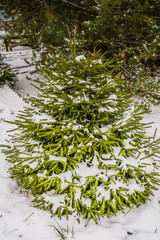 Evergreen tree under snow