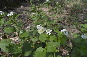 Pieris napi (Raps-Weißling / Grünader-Weißling) auf Futterpflanze Knoblauchsrauke