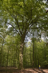 Uralte, riesige Rotbuche im Krefelder Forstwald