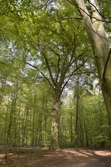 Uralte, riesige Rotbuche im Krefelder Forstwald